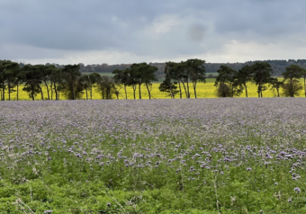 Запрещённые чувства раздражение злость ярость