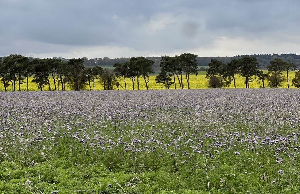 Запрещённые чувства раздражение злость ярость